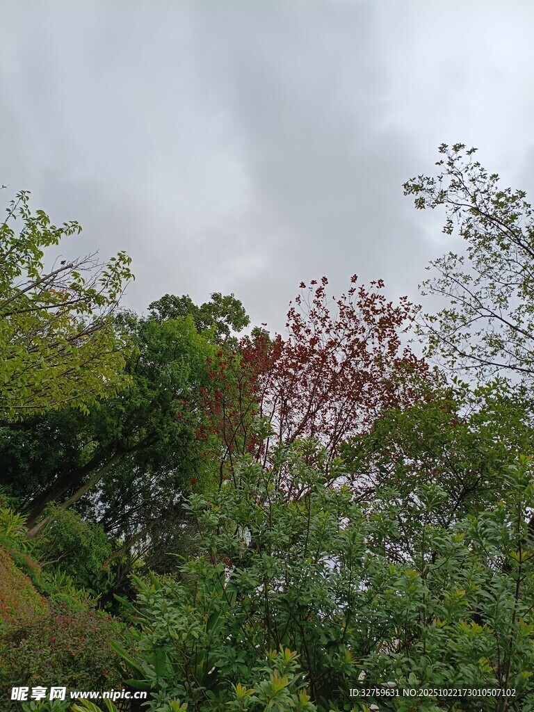 山林间多彩树木景致