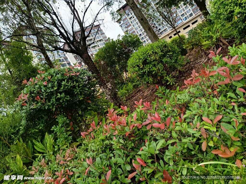 花园绿植景观