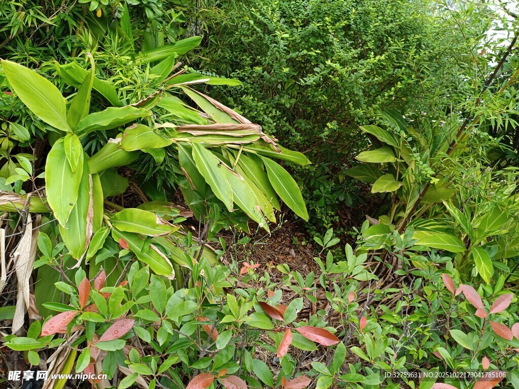 繁茂绿植景观