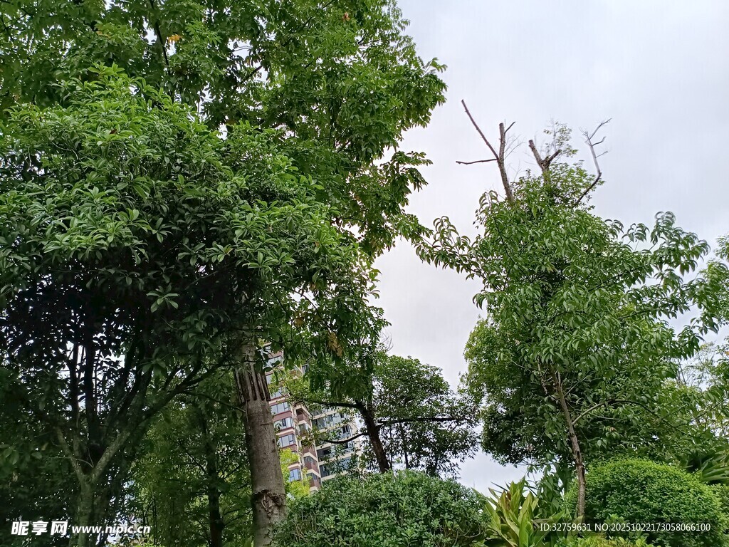 绿意盎然的户外树木景观