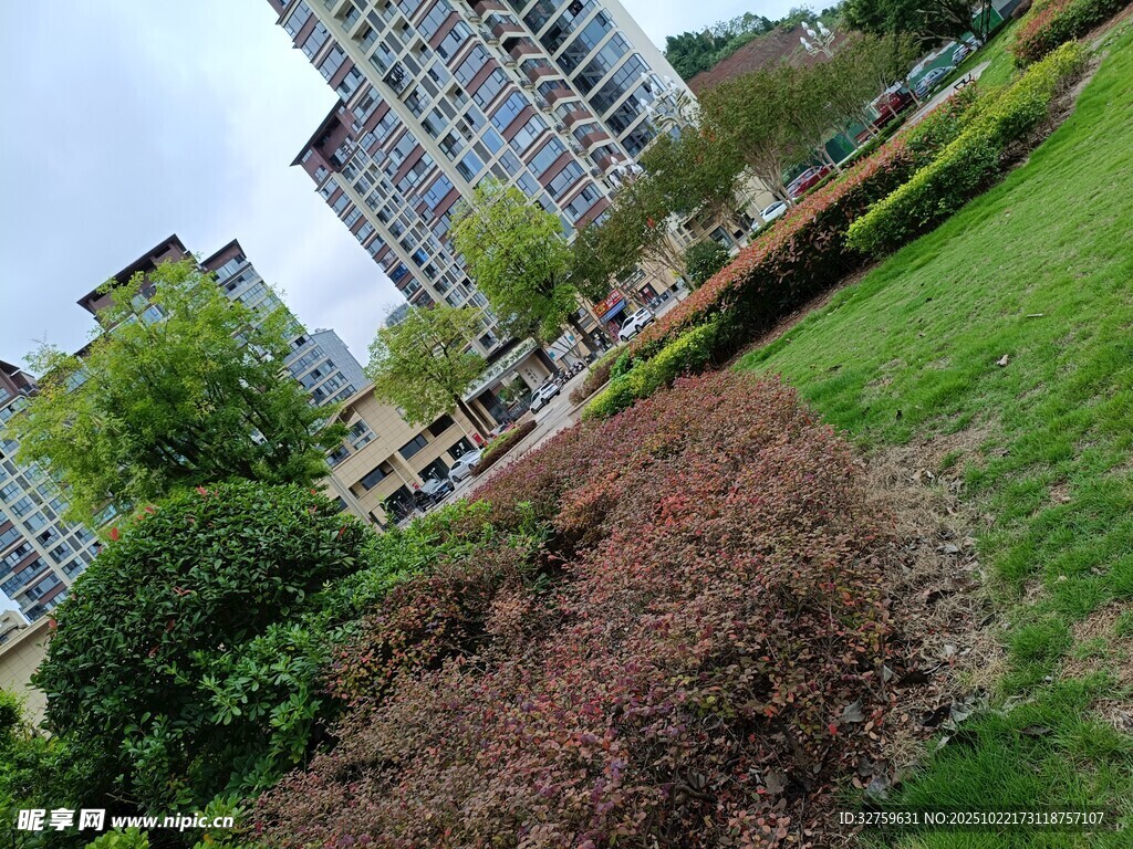 城市中的绿植与高楼景观