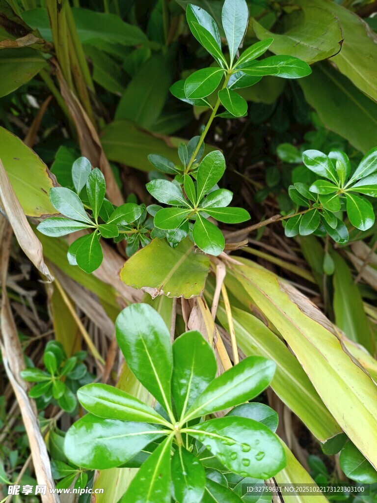 翠绿繁茂的丛生植物