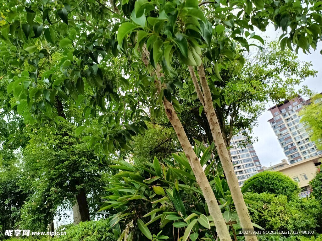 城市中的繁茂绿树景观