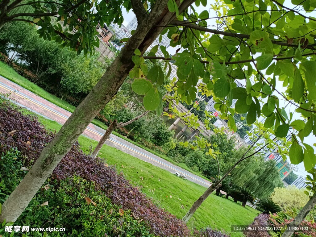 绿意盎然的园林景观