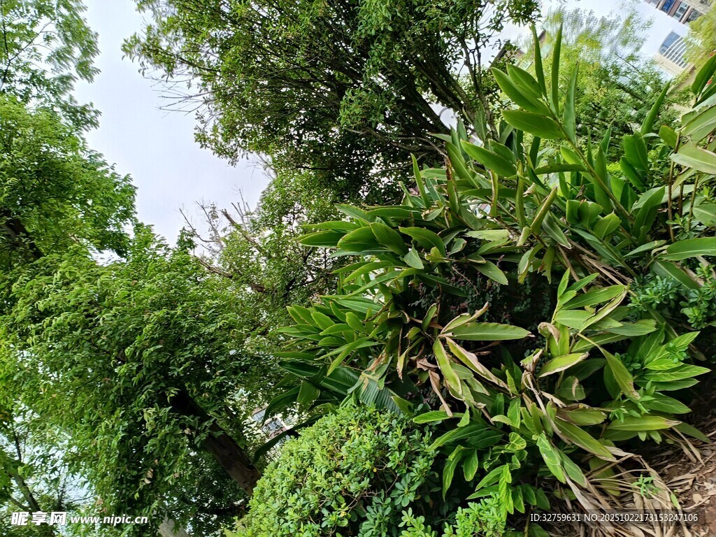 繁茂绿植景观