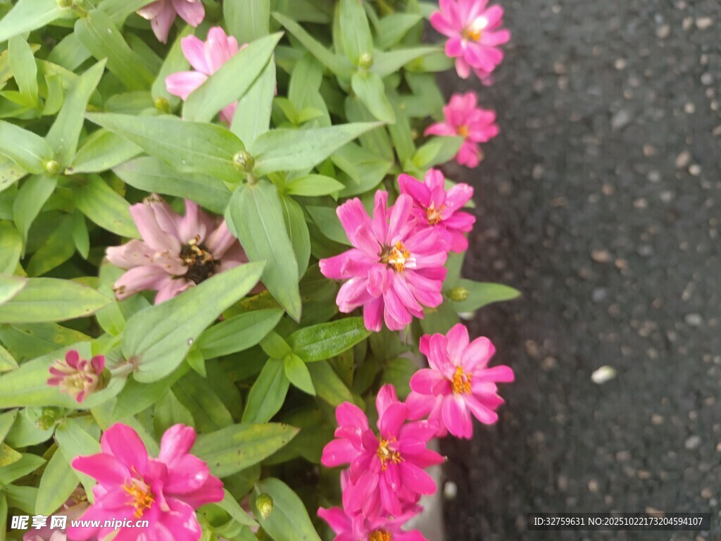 粉色花朵绽放绿叶间