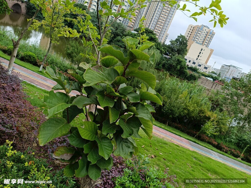 绿叶繁花点缀的城市绿地