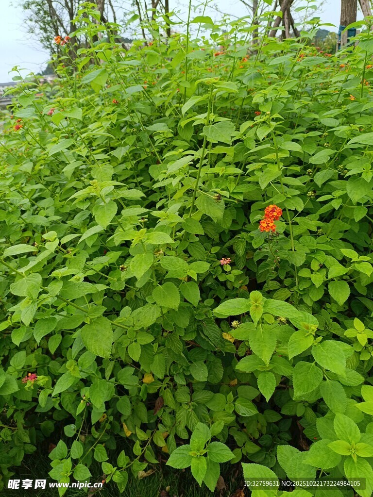 繁茂绿植中的艳丽花朵