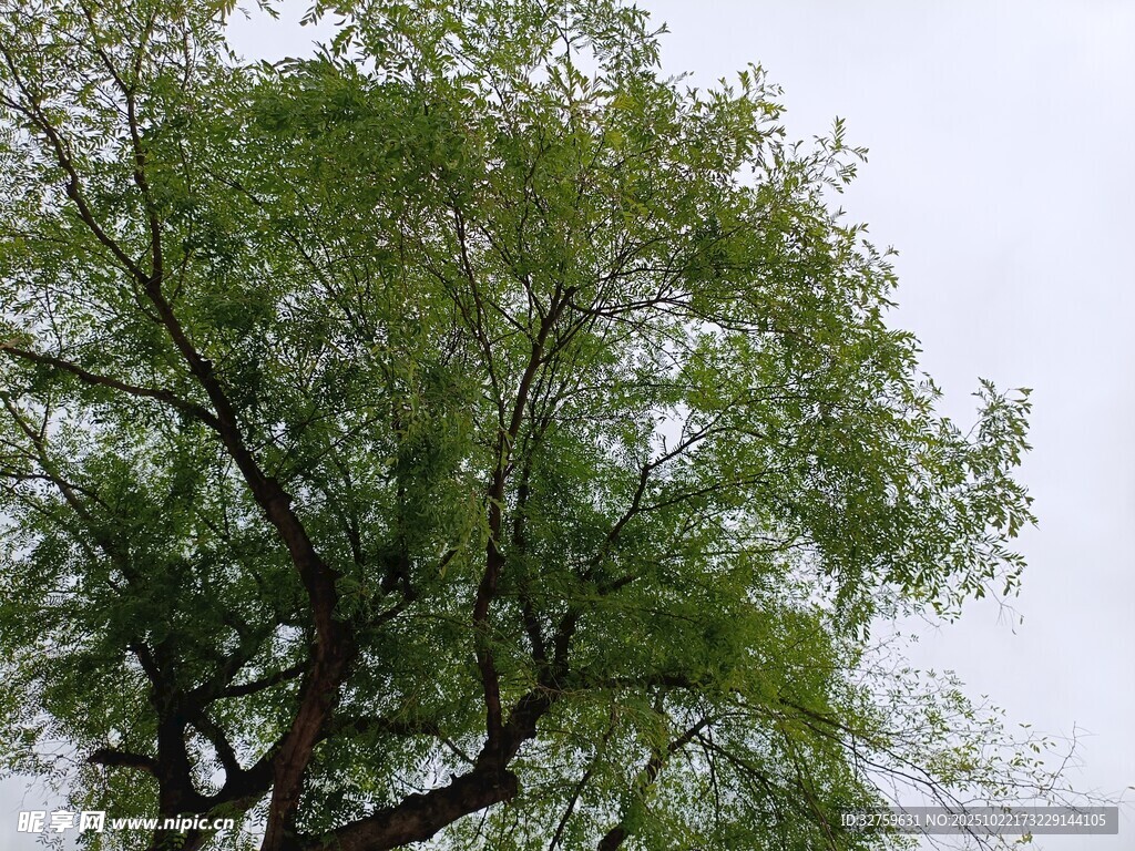 翠绿柳树
