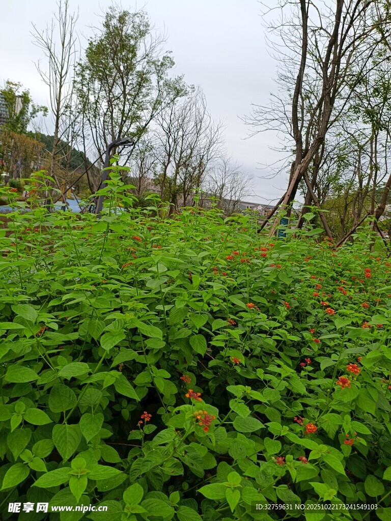 绿意盎然的田野植物景观
