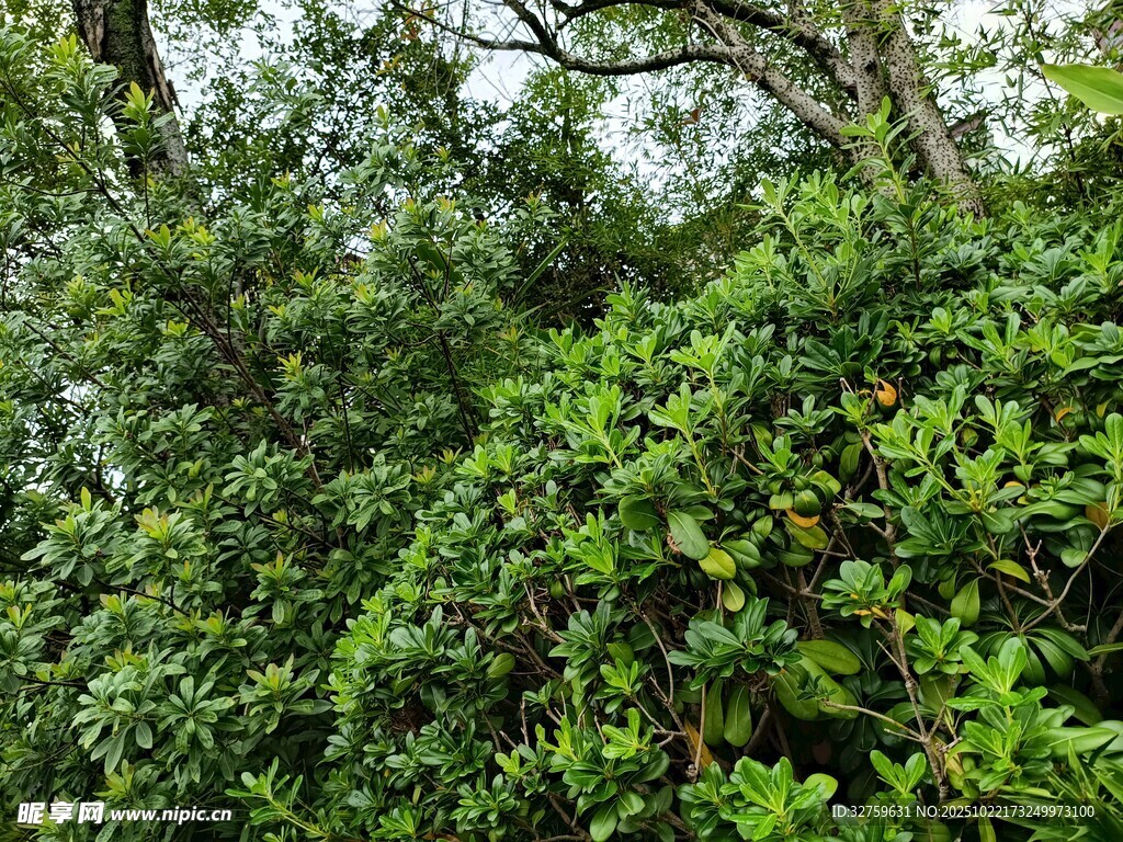 茂密绿植丛林景象