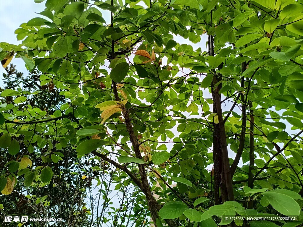 繁茂绿树展现盎然生机