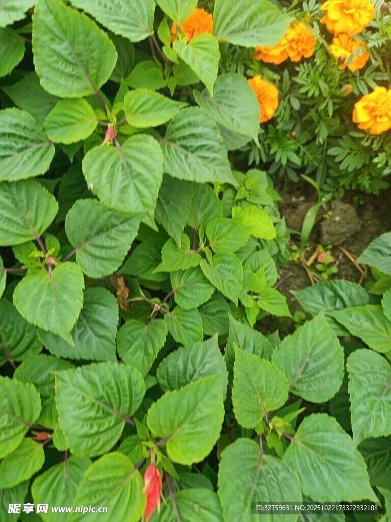 绿叶间的绚烂花卉