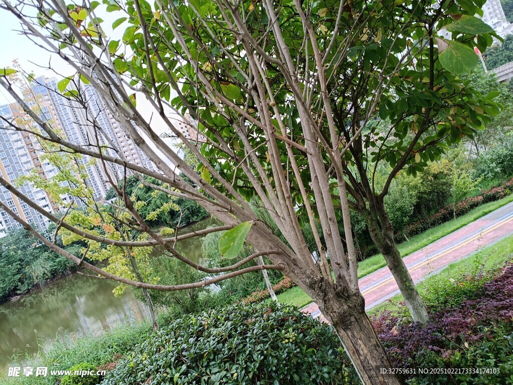 公园内繁茂树木与绿植景观