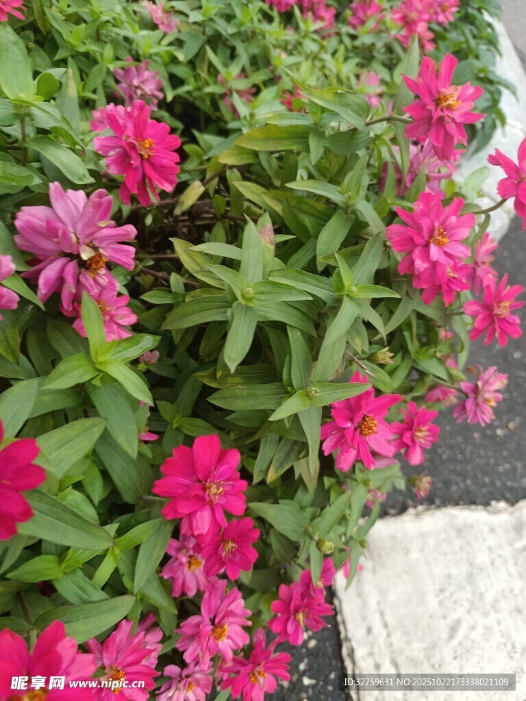 鲜艳绽放的粉色花朵