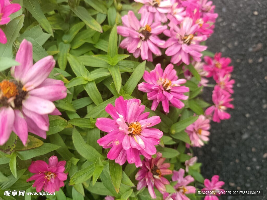 娇艳粉色花朵绽放