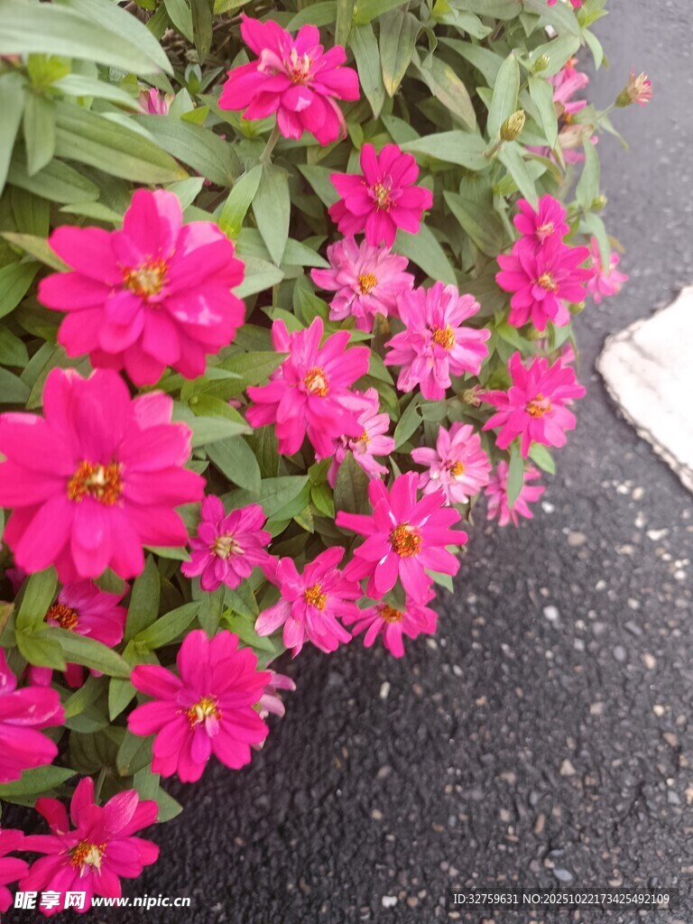 路边绽放的艳丽粉色花朵