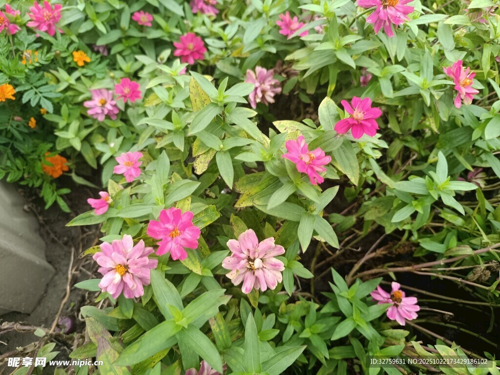 缤纷粉色花卉绿植景观
