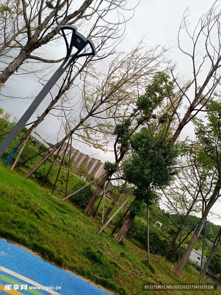 公园中树木旁的蓝色道路