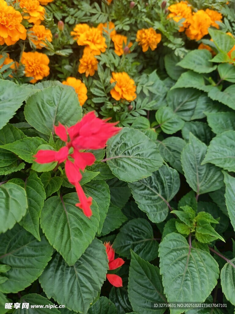红橙花卉与绿叶相映成趣