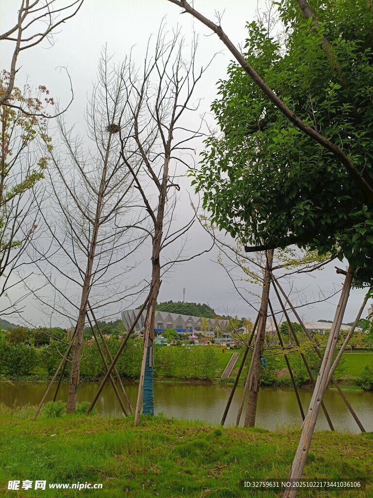 湖畔枯树与绿树相映成景