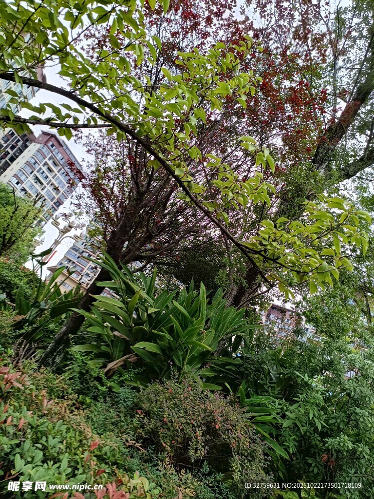繁茂绿植中的多彩枝叶