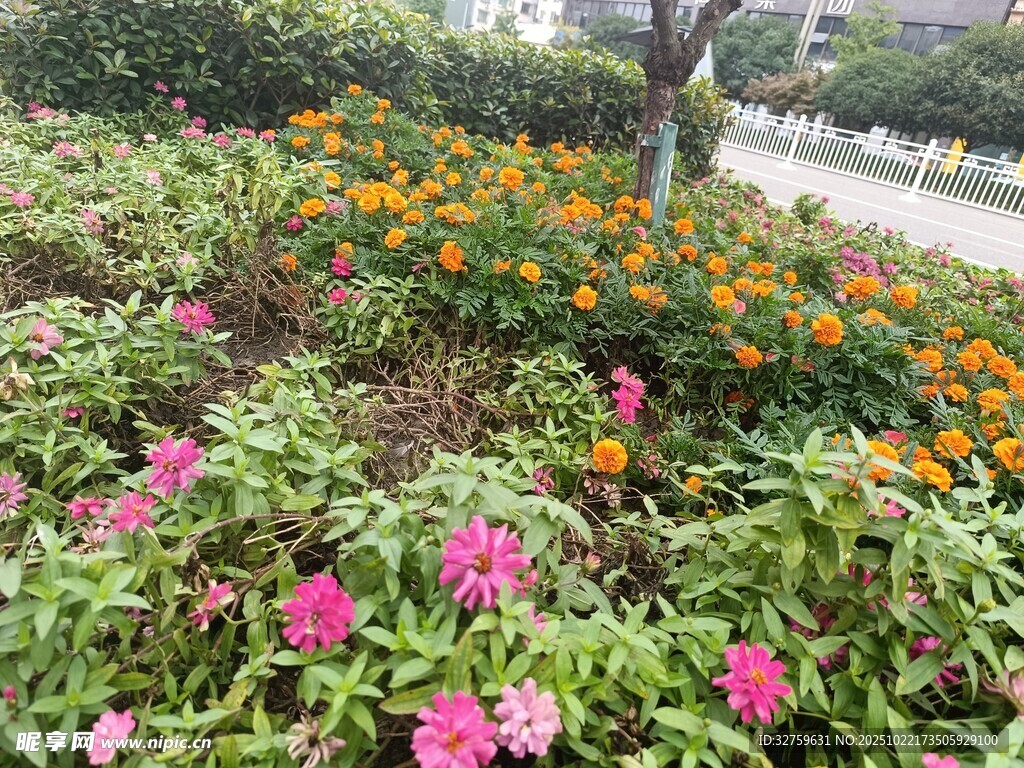 多彩花卉装点美丽景致