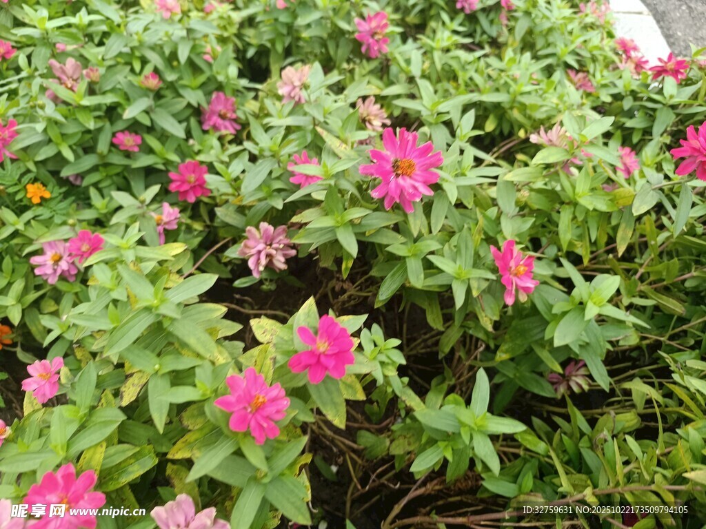 粉色花朵绿植景观