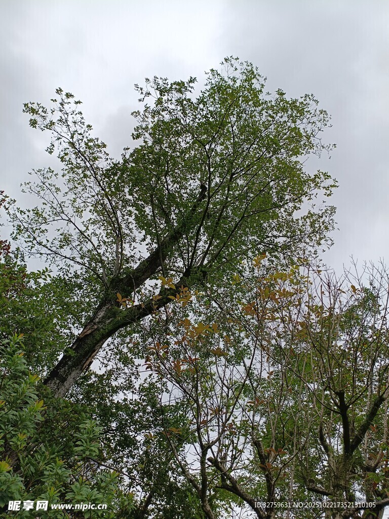 秋日树林中的繁茂树冠