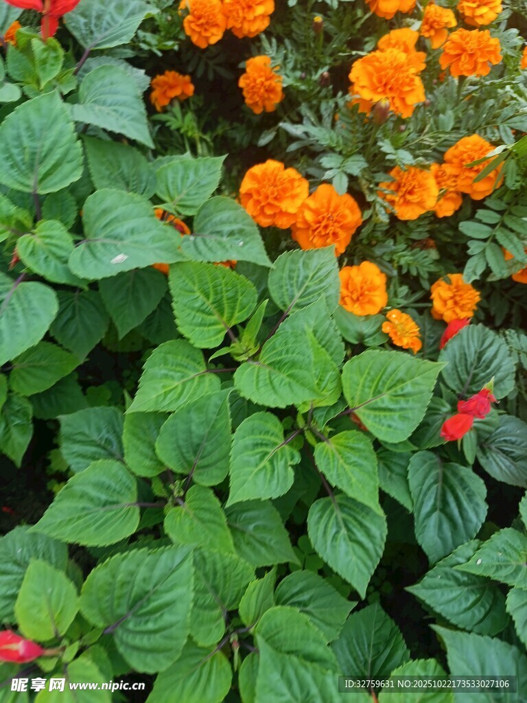多彩花卉绿植景观