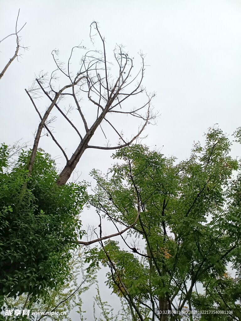 枯树与绿树对比景象