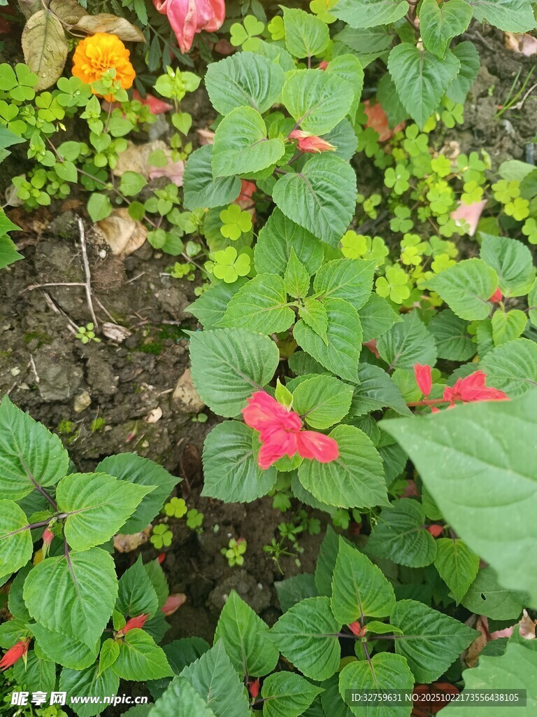 多彩花卉绿植景观