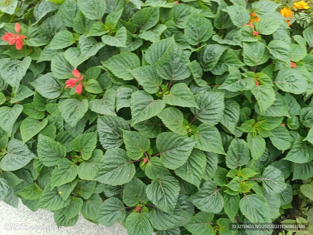 绿叶丛中点点红花