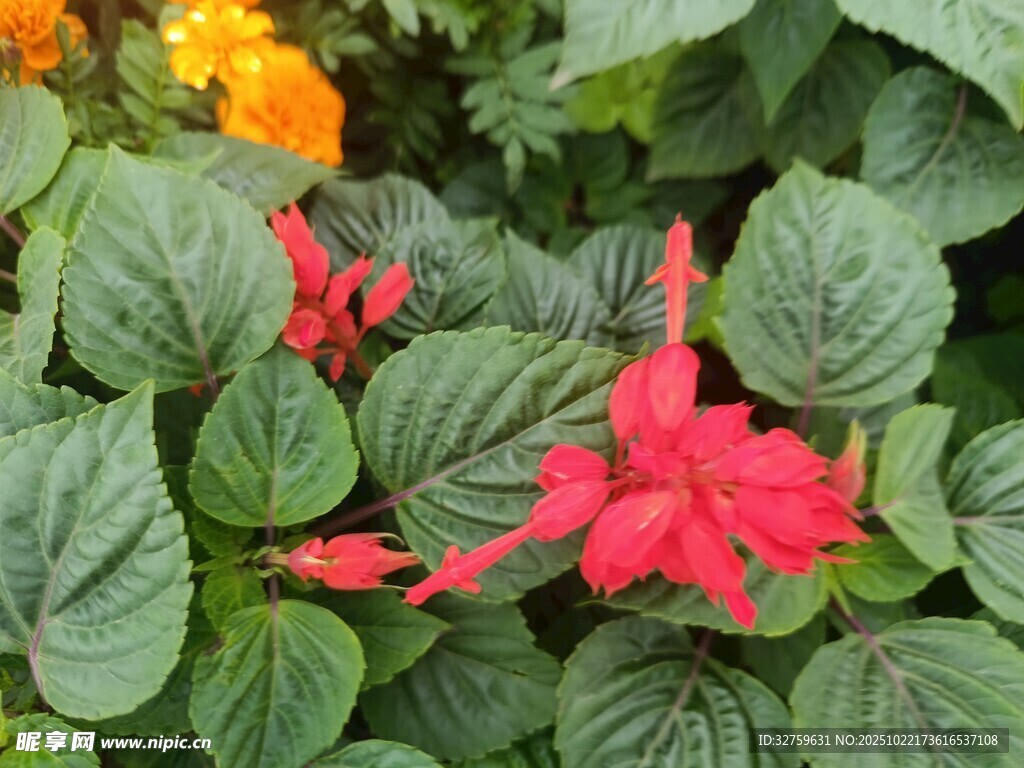 娇艳红花配翠绿叶片