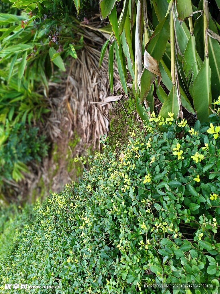 山坡上的多样绿植花卉