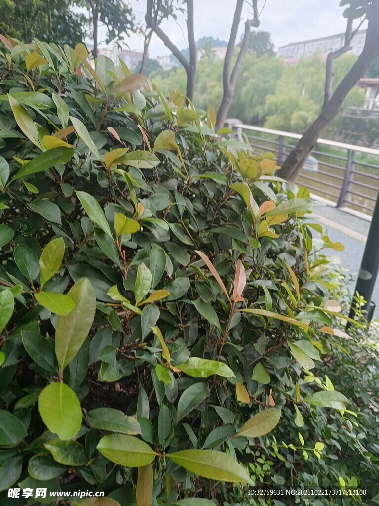 绿叶繁茂的户外植物景观