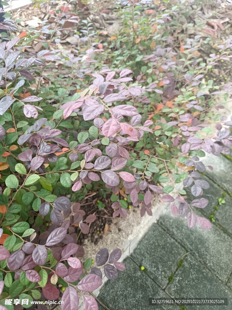 地面上的多彩落叶