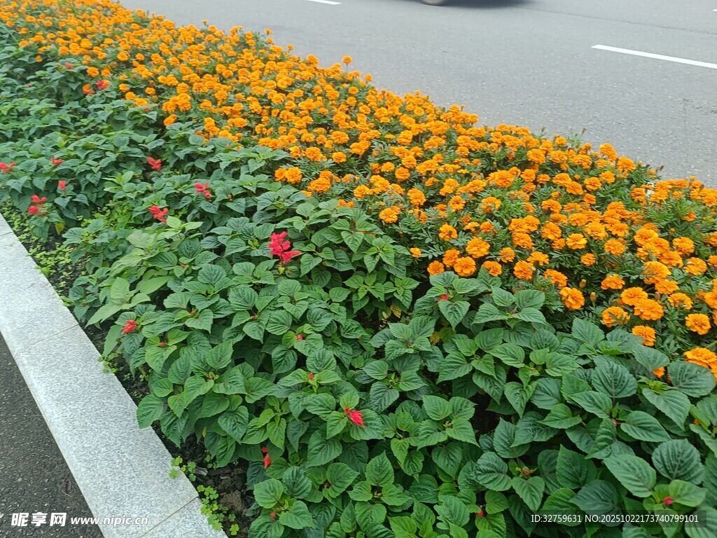 路边多彩花卉景观