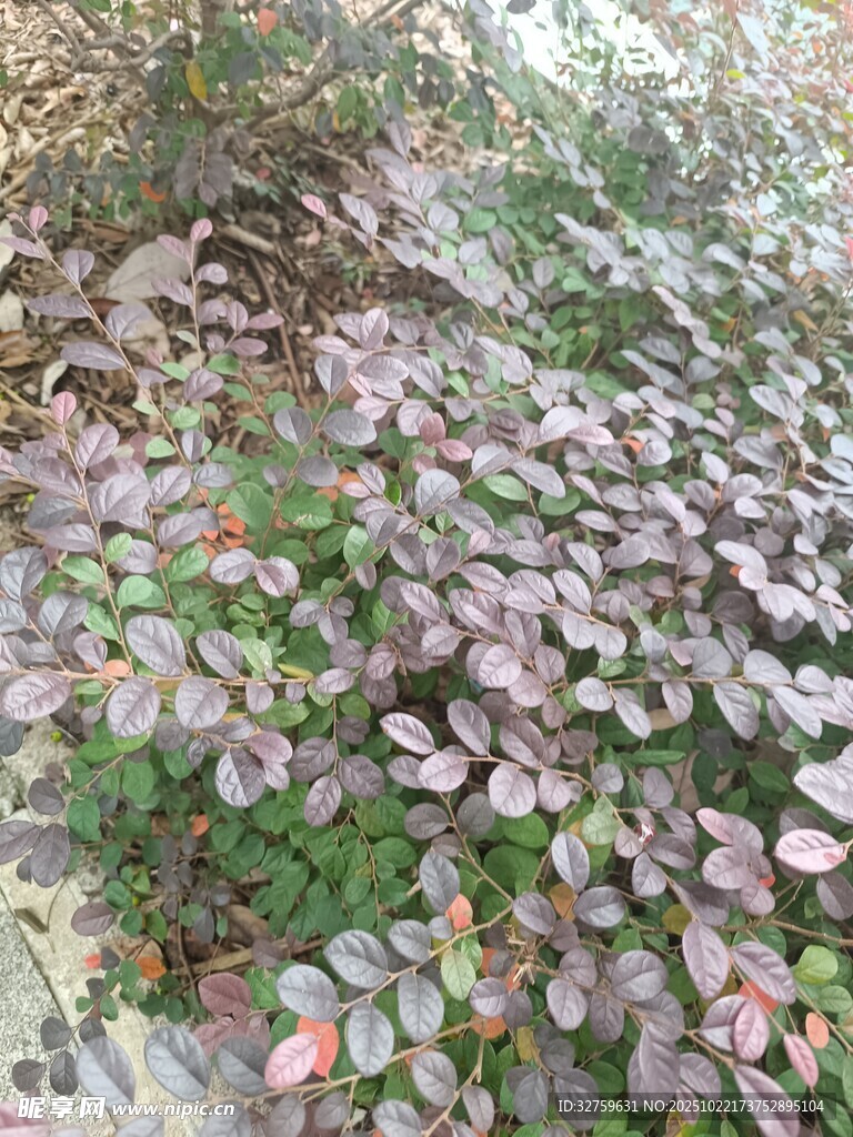 紫叶植物特写