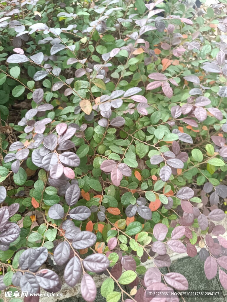 多彩叶片的植物景观