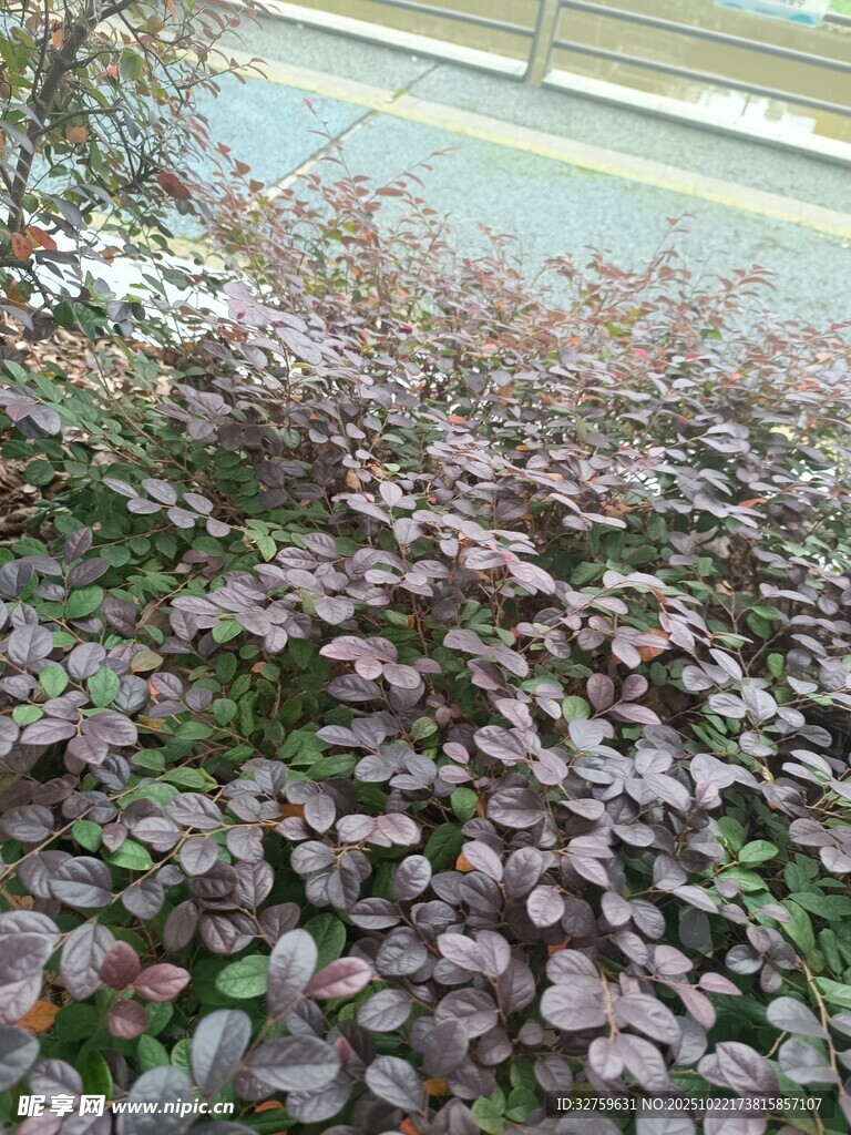 路边紫叶植物景观