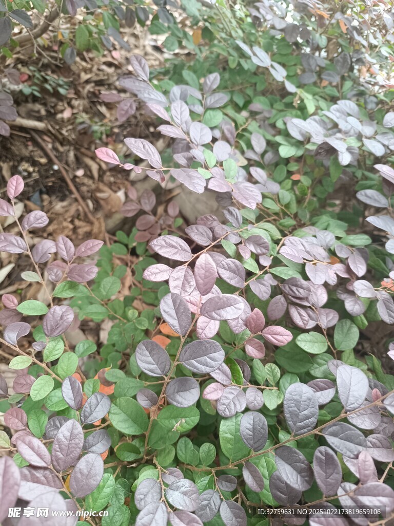 地面生长的多彩植物