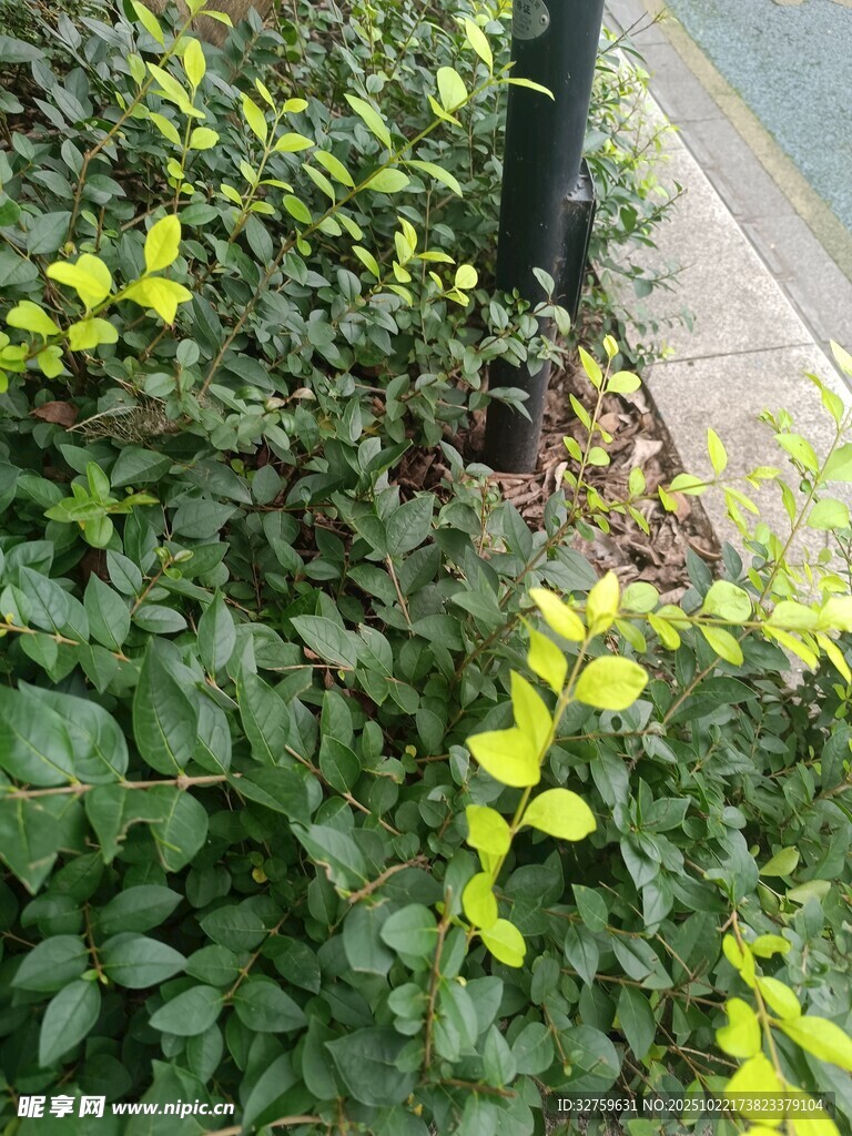 路边翠绿繁茂的植物景观