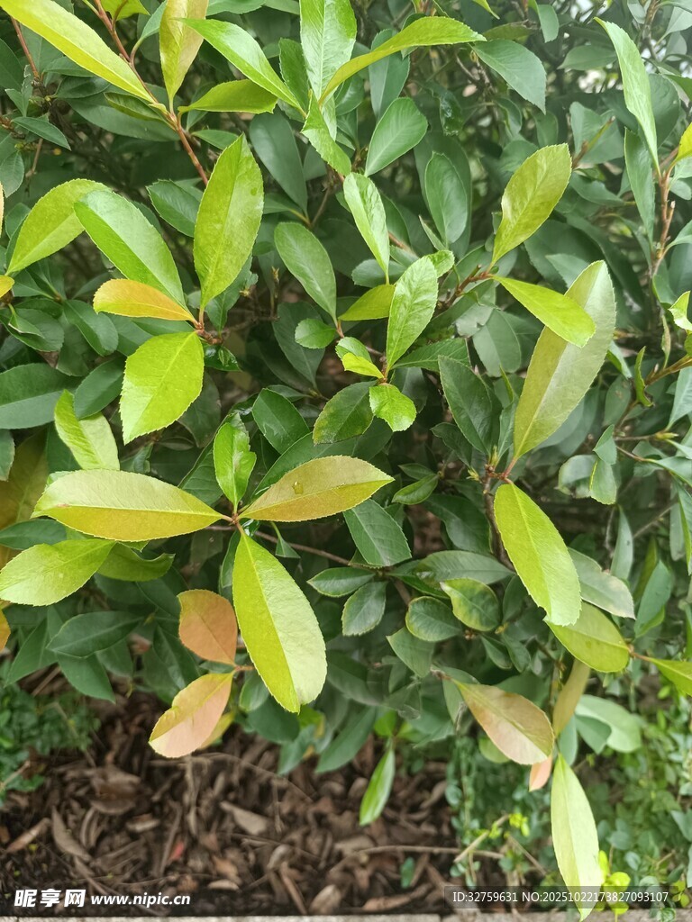翠绿繁茂的灌木丛