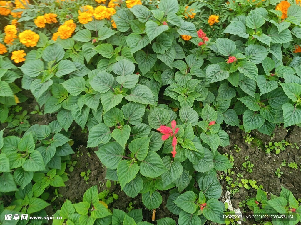 多彩花卉绿植生机盎然