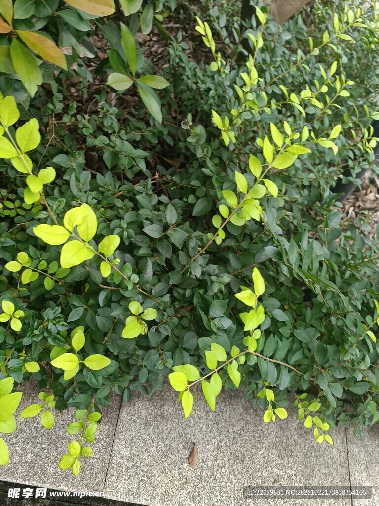绿叶植物景观