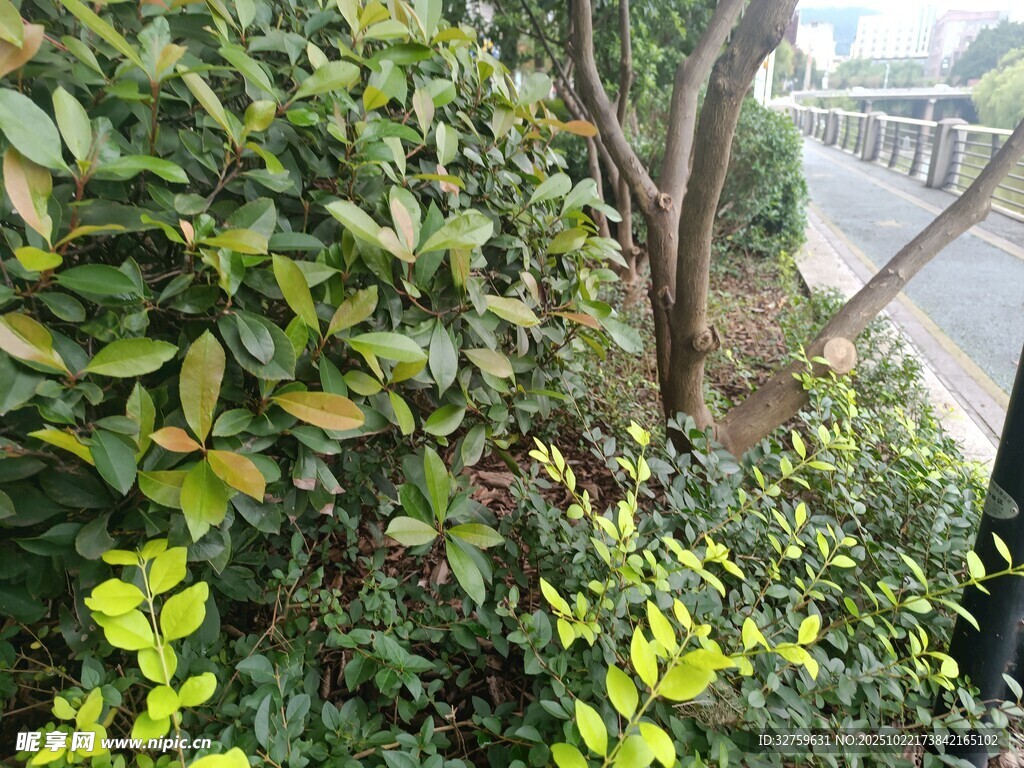 路边绿植景观