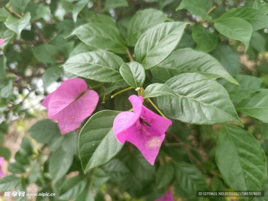 娇艳粉色花朵与绿叶相伴