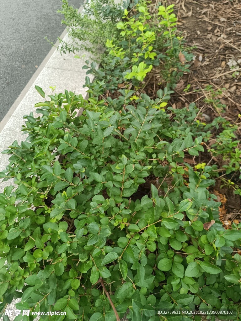 路边翠绿灌木丛