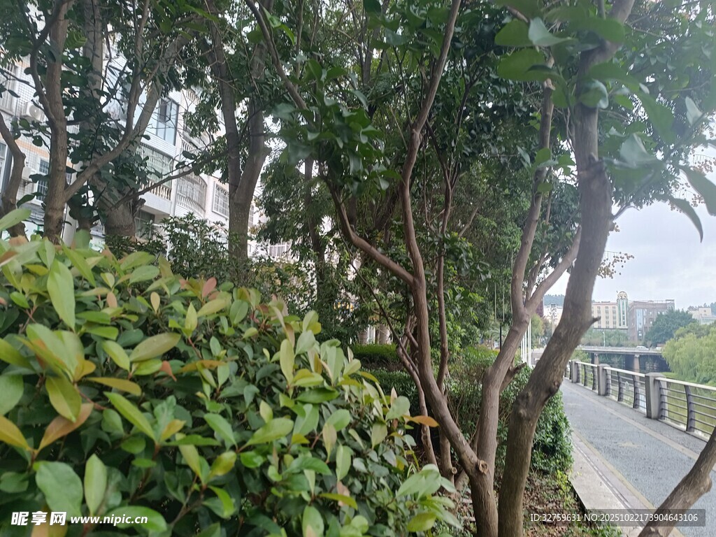 路边绿植景观
